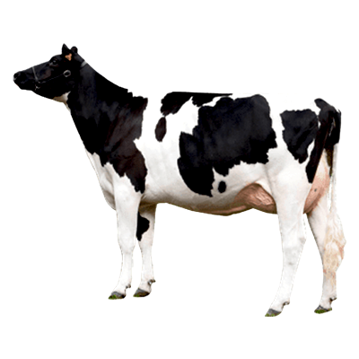 cow-comp-new